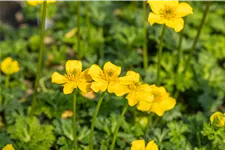 Trollius pumilus