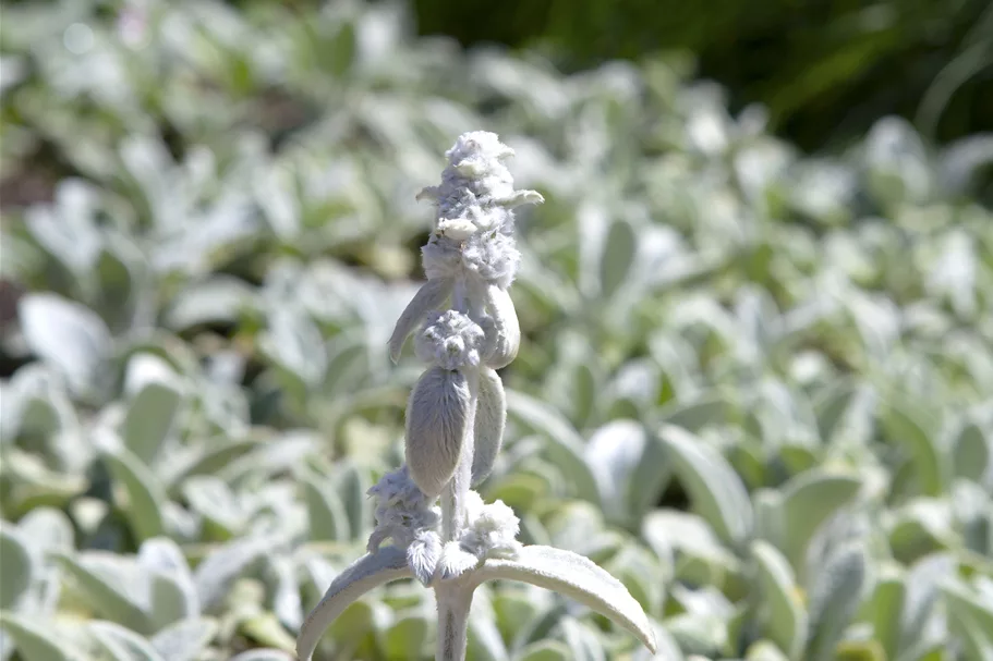 Stachys byzantina 'Silver Carpet'