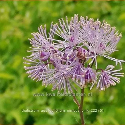Thalictrum aquilegifolium 'Nimbus Pink'®