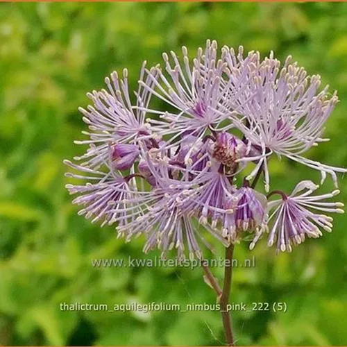 Thalictrum aquilegifolium 'Nimbus Pink'®