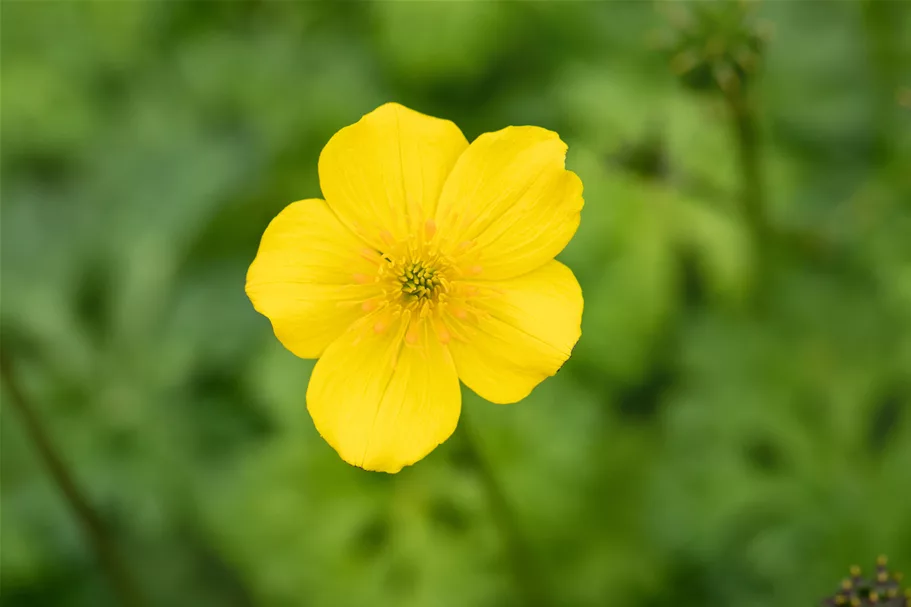 Trollius pumilus