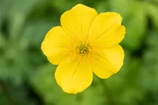 Trollius pumilus