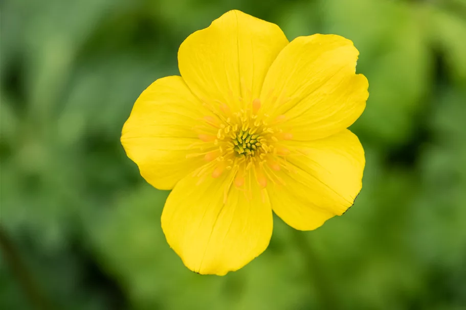 Trollius pumilus