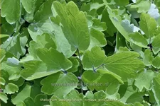 Thalictrum aquilegifolium 'Nimbus Pink'®