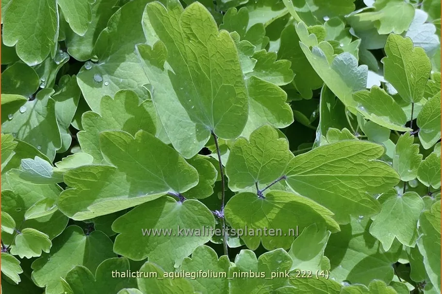 Thalictrum aquilegifolium 'Nimbus Pink'®