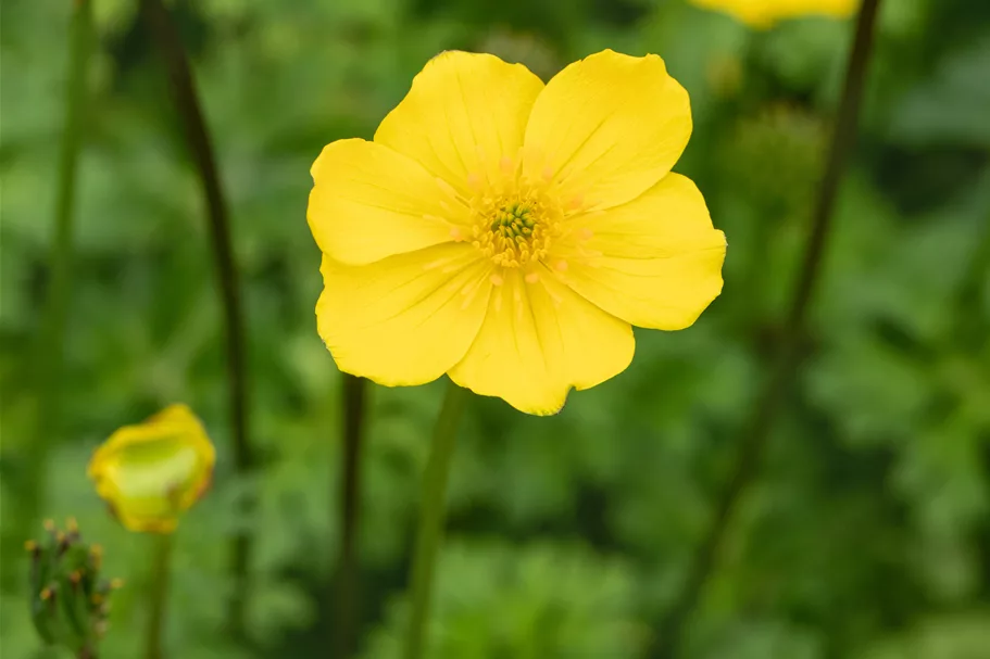 Trollius pumilus