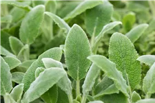 Stachys byzantina 'Silver Carpet'