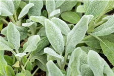 Stachys byzantina 'Silver Carpet'