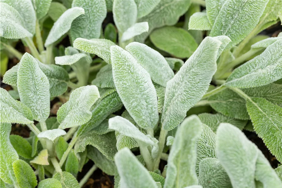 Stachys byzantina 'Silver Carpet'