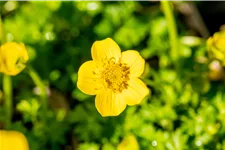 Trollius pumilus