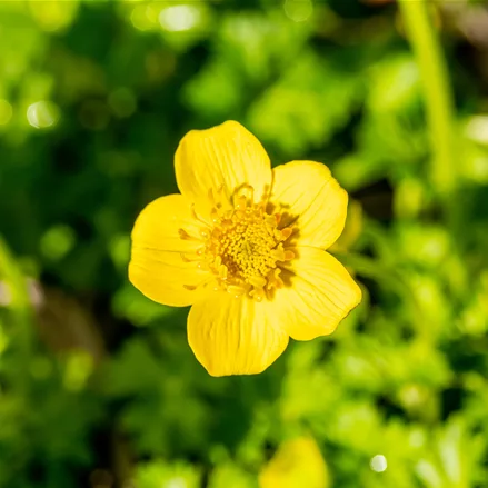 Trollius pumilus