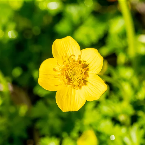 Trollius pumilus