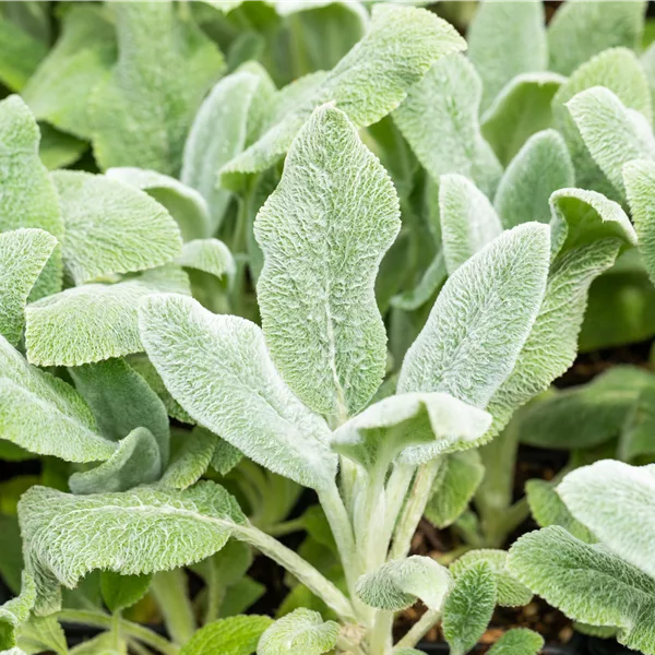 Stachys byzantina 'Silver Carpet'
