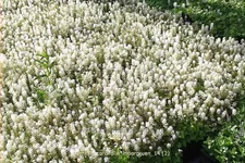 Tiarella cordifolia 'Moorgrün'