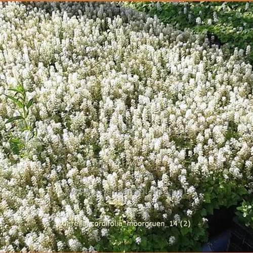 Tiarella cordifolia 'Moorgrün'