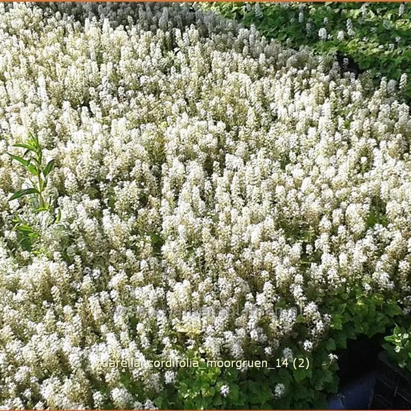 Tiarella cordifolia 'Moorgrün'