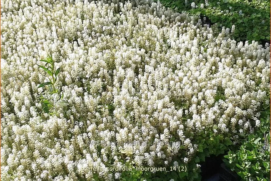 Tiarella cordifolia 'Moorgrün'