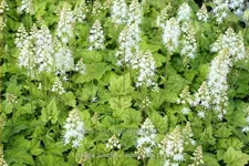 Tiarella cordifolia 'Moorgrün'