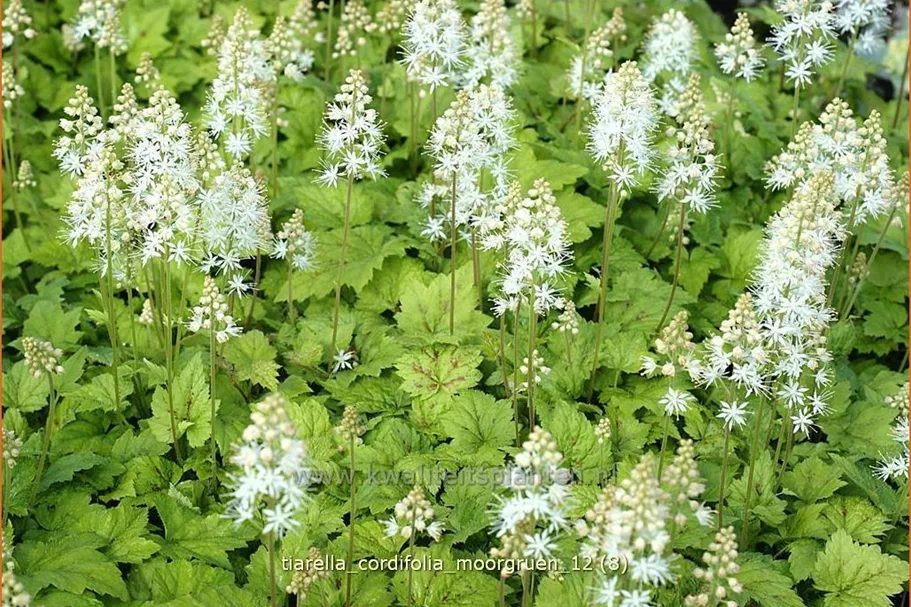 Tiarella cordifolia 'Moorgrün'