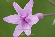 Tulbaghia violacea