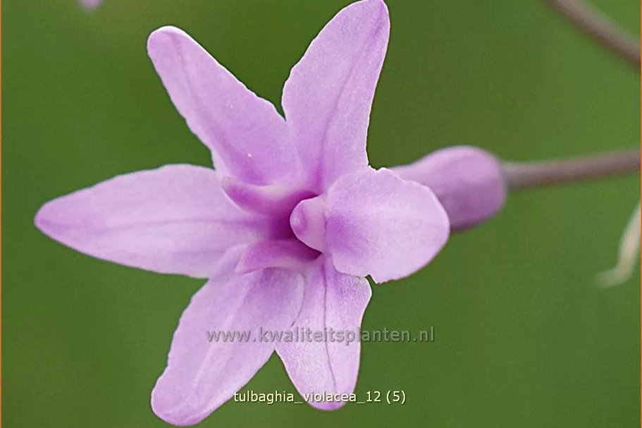 Tulbaghia violacea