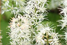Tiarella cordifolia 'Moorgrün'
