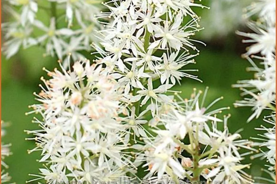 Tiarella cordifolia 'Moorgrün'