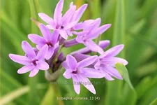 Tulbaghia violacea