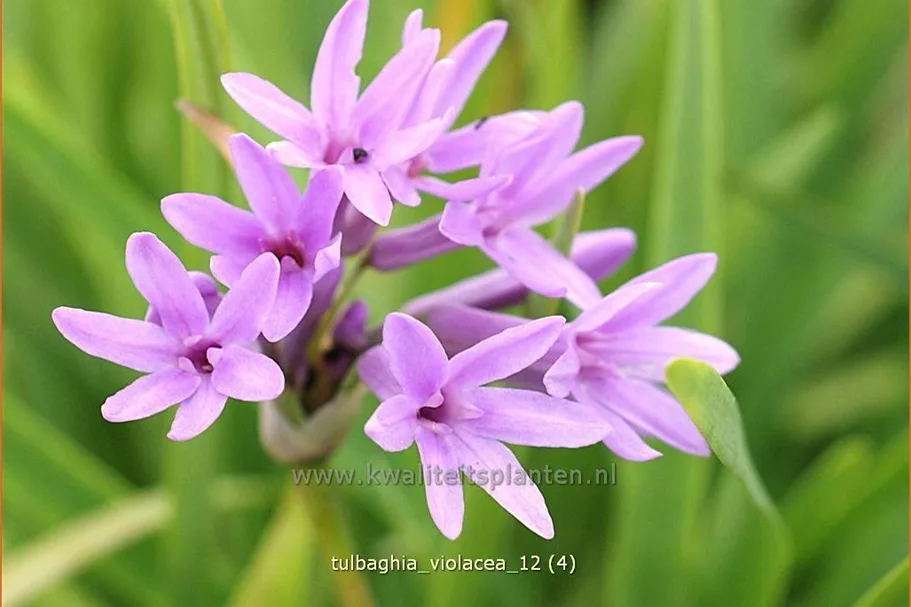 Tulbaghia violacea