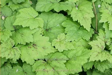 Tiarella cordifolia 'Moorgrün'