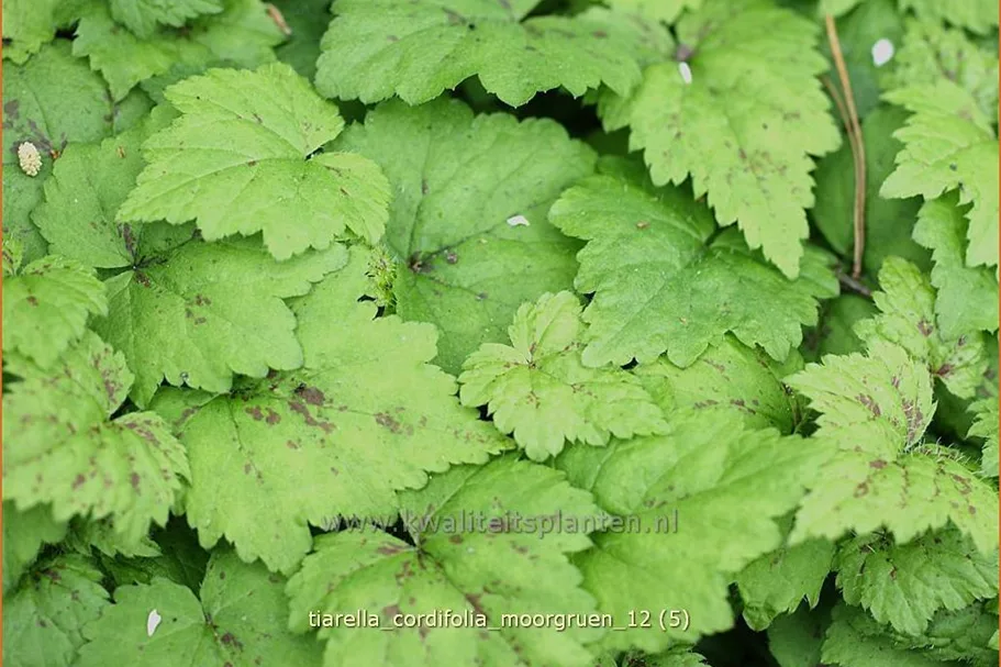 Tiarella cordifolia 'Moorgrün'