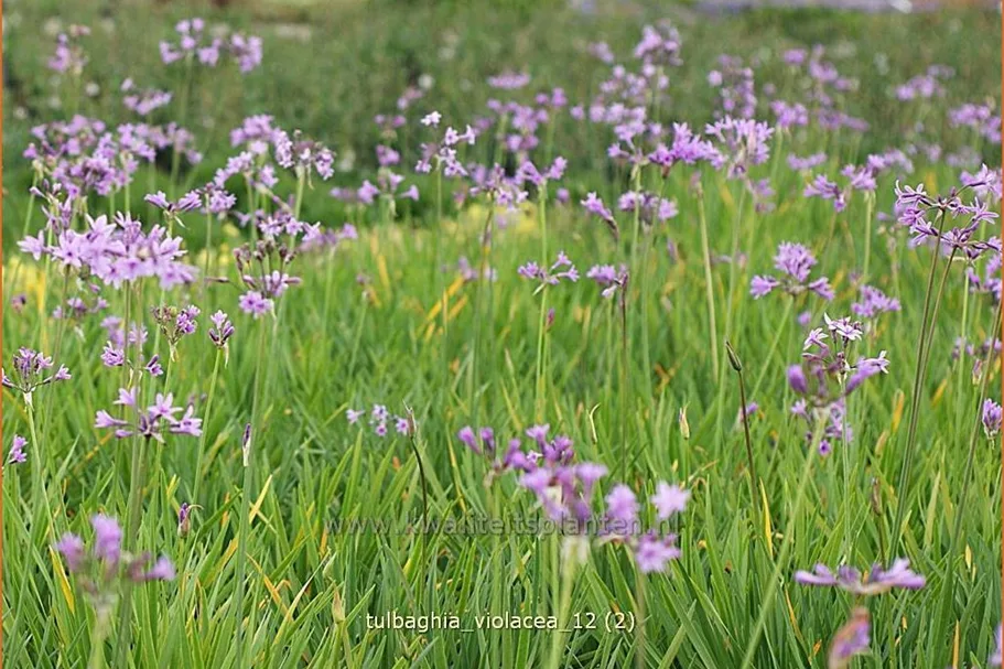 Tulbaghia violacea
