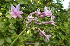 Tulbaghia violacea
