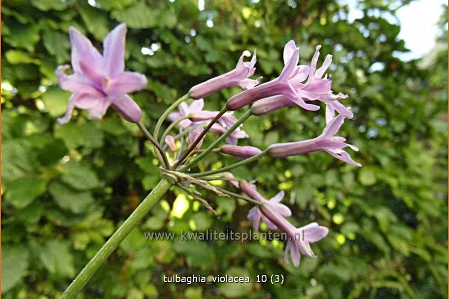 Tulbaghia violacea