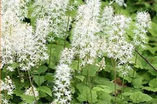 Tiarella cordifolia 'Moorgrün'