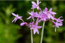Tulbaghia violacea