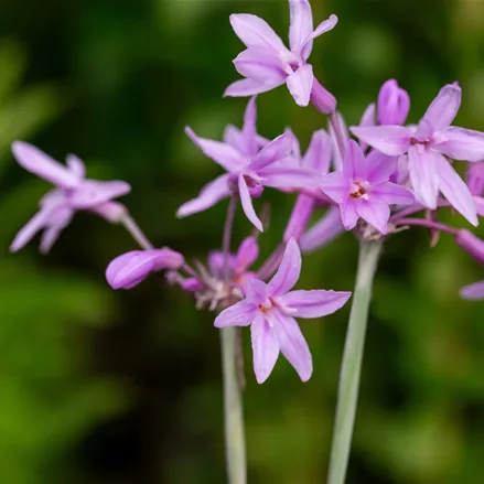 Tulbaghia violacea