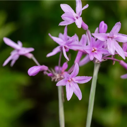 Tulbaghia violacea