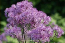 Thalictrum aquilegifolium 'Black Stockings'