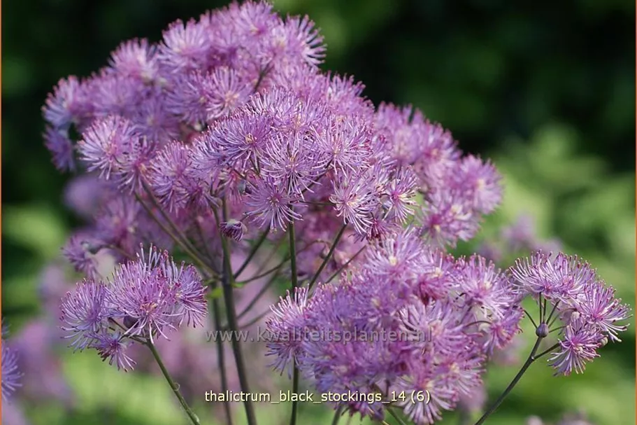 Thalictrum aquilegifolium 'Black Stockings'