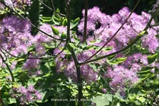 Thalictrum aquilegifolium 'Black Stockings'
