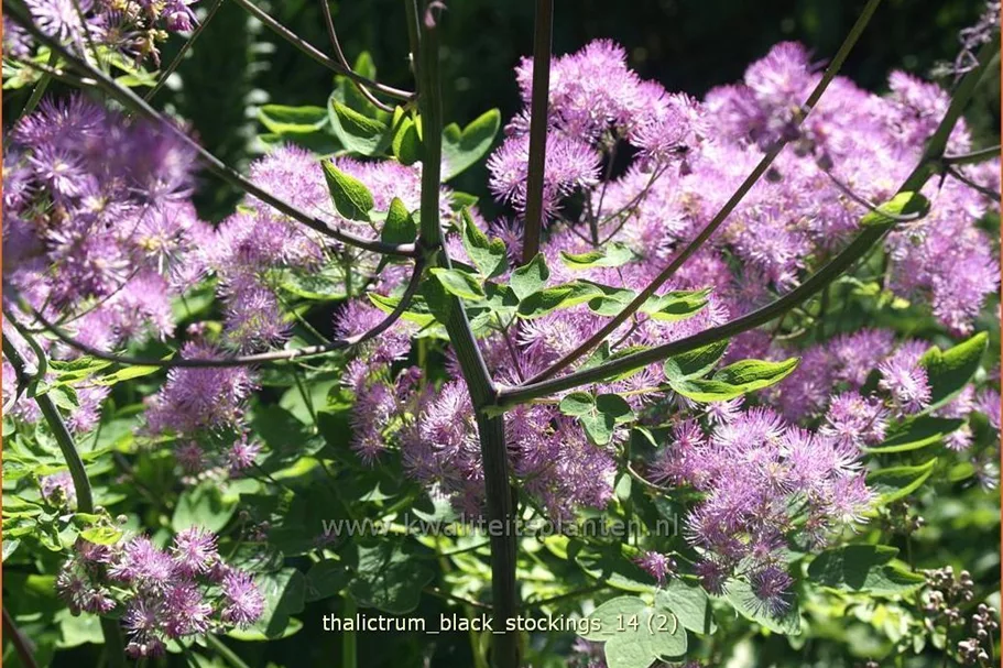 Thalictrum aquilegifolium 'Black Stockings'