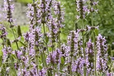Stachys officinalis