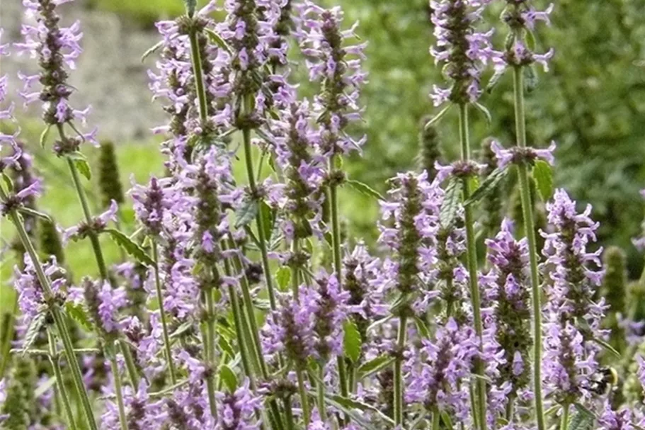 Stachys officinalis