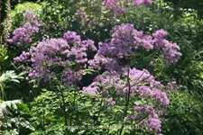 Thalictrum aquilegifolium 'Black Stockings'