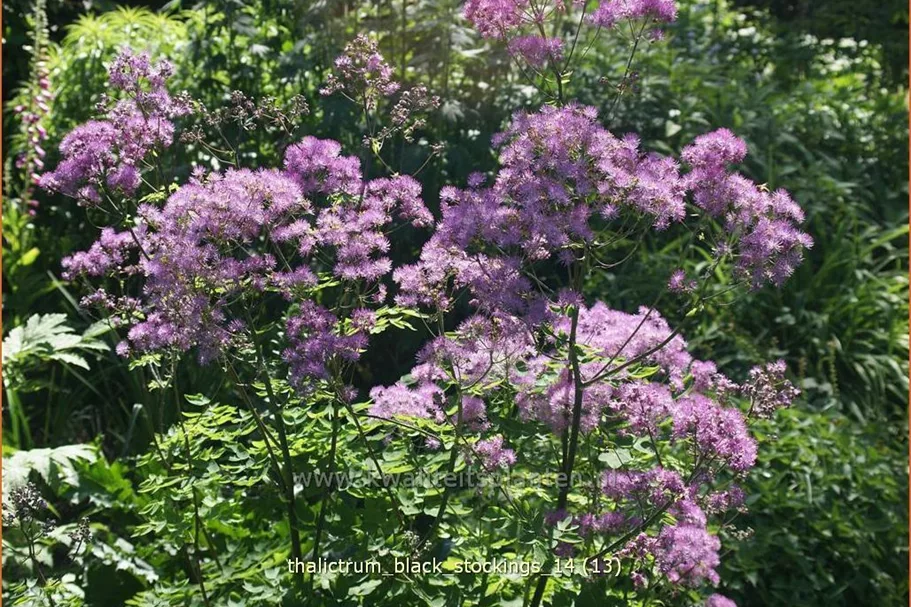 Thalictrum aquilegifolium 'Black Stockings'