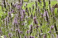 Stachys officinalis