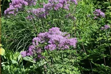 Thalictrum aquilegifolium 'Black Stockings'