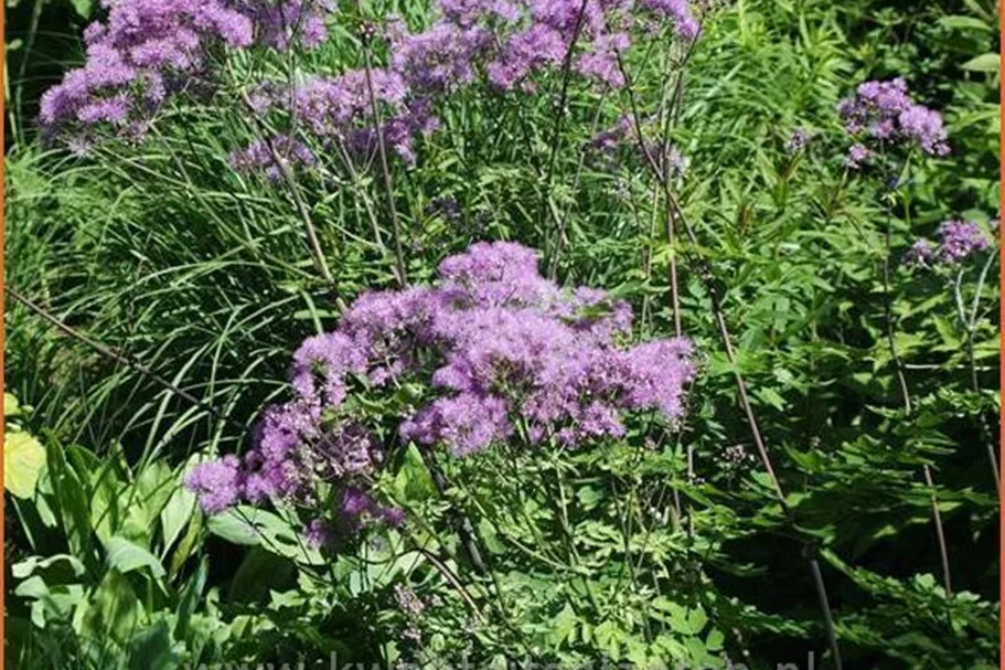 Thalictrum aquilegifolium 'Black Stockings'