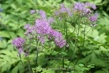 Thalictrum aquilegifolium 'Black Stockings'